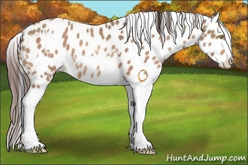 Horse Color:Sable Champagne Appaloosa and Sable Champagne Splash Appaloosa