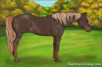 Horse Color:Liver Chestnut 