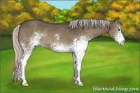 Horse Color:White Spotted Silver Brown Dun Sabino Rabicano