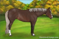 Horse Color:Silver Brown Sabino Rabicano 