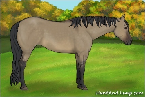 Horse Color:Brown Dun Sabino
