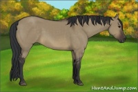 Horse Color:Brown Dun Sabino 