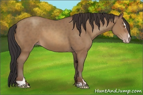Horse Color:Sable Champagne Sabino