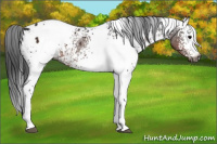 Horse Color:Gray White Spotted Brown Appaloosa 