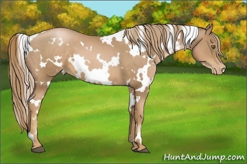 Horse Color:White Spotted Liver Chestnut Pearl 