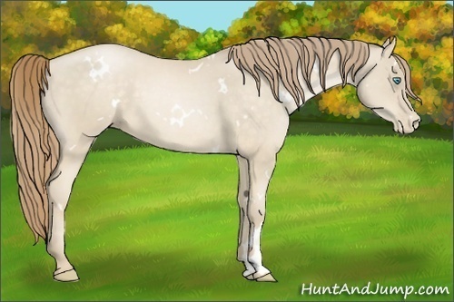Horse Color:White Spotted Buckskin Pearl 