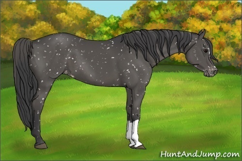 Horse Color:Smoky Black Appaloosa 