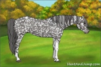 Horse Color:Black Tobiano Appaloosa 