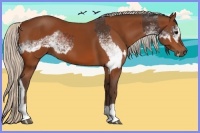 Horse Color:White Spotted Brown Splash and Silver Bay