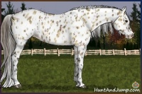 Horse Color:Bay Dun Leopard  and Buckskin Dun Leopard 