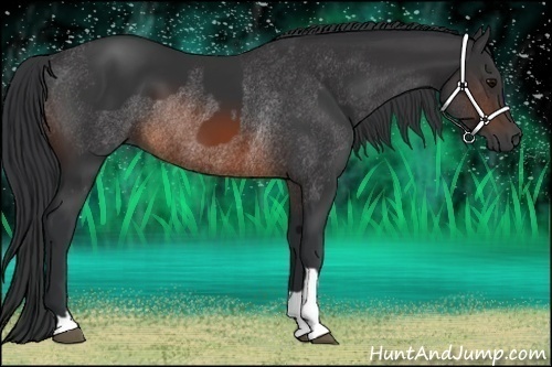 Horse Color:Brown Rabicano  and Brown Rabicano 
