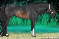 Horse Color:Brown Rabicano  and Brown Rabicano 