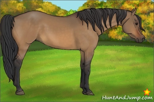Horse Color:Bay Dun 