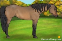 Horse Color:Bay Dun 