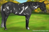 Horse Color:White Spotted Black Appaloosa