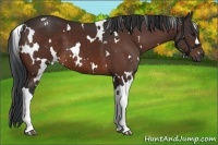 Horse Color:White Spotted Bay 