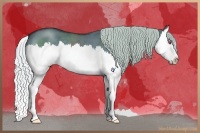 Horse Color:Silver Grullo Chinchilla Sabino Splash