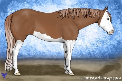 Horse Color:Chestnut Splash 
