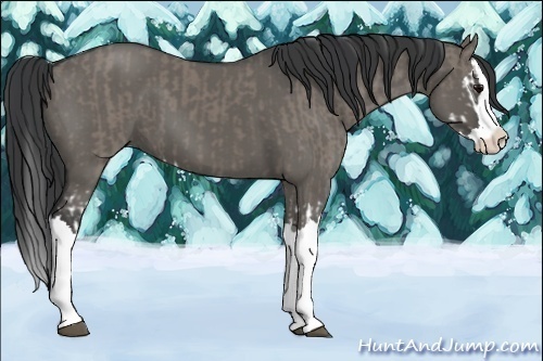 Horse Color:Grullo Sabino Splash  and Grullo Sabino Splash 