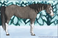 Horse Color:Grullo Sabino Splash  and Grullo Sabino Splash 