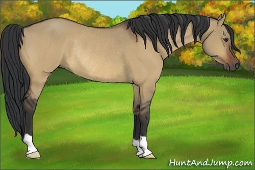 Horse Color:Bay Dun Rabicano 