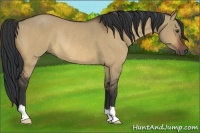 Horse Color:Bay Dun Rabicano 