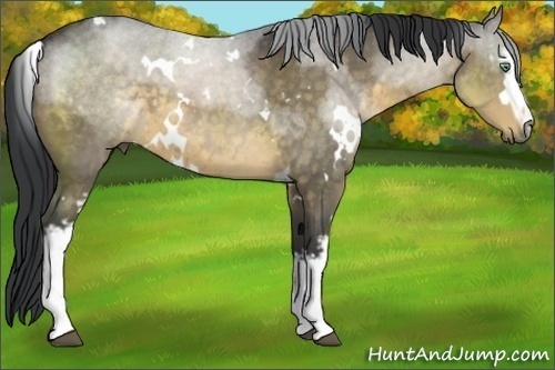Horse Color:White Spotted Buckskin