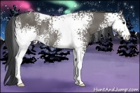 Horse Color:White Spotted Grullo Rabicano 