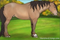 Horse Color:Amber Champagne 