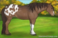Horse Color:Liver Chestnut Appaloosa 