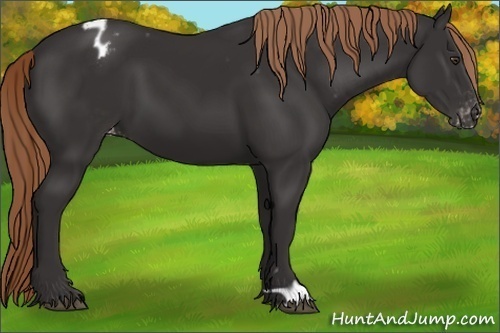 Horse Color:Liver Chestnut Appaloosa 
