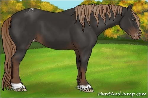 Horse Color:Liver Chestnut Varnish 