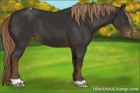 Horse Color:Liver Chestnut Varnish 