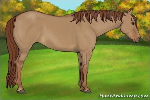 Horse Color:Red Dun 
