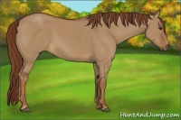 Horse Color:Red Dun