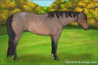 Horse Color:Buckskin Roan 