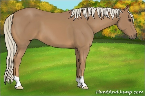 Horse Color:Palomino