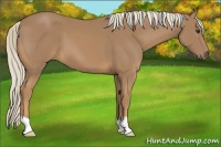 Horse Color:Palomino 