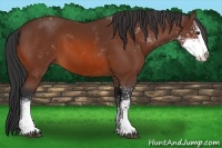 Horse Color:Bay Sabino 