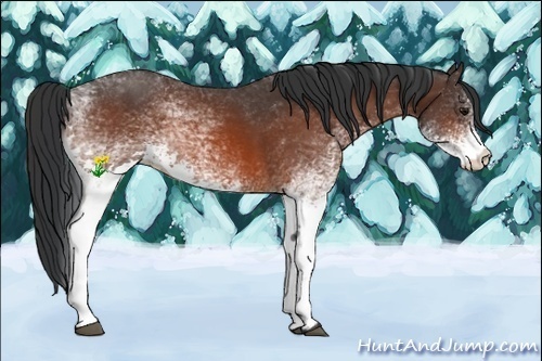 Horse Color:White Spotted Bay 