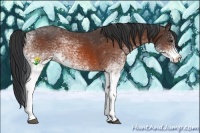Horse Color:White Spotted Bay 