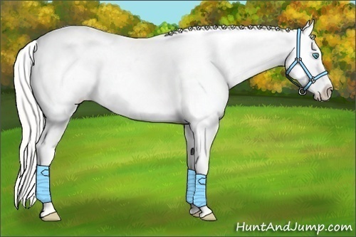Horse Color:Cremello Blanket