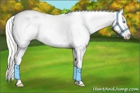 Horse Color:Cremello Blanket 