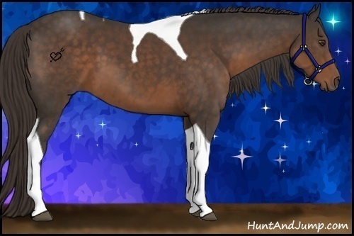Horse Color:Liver Chestnut Tobiano