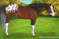 Horse Color:Bay Splash Appaloosa