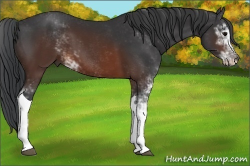 Horse Color:Brown Sabino 