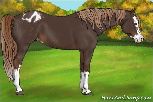 Horse Color:Liver Chestnut Sabino Splash Appaloosa 