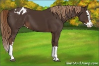 Horse Color:Liver Chestnut Sabino Splash Appaloosa 