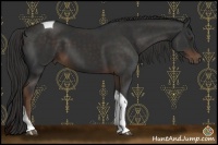 Horse Color:Liver Chestnut Tobiano