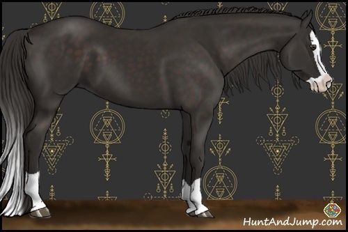 Horse Color:Liver Chestnut Splash